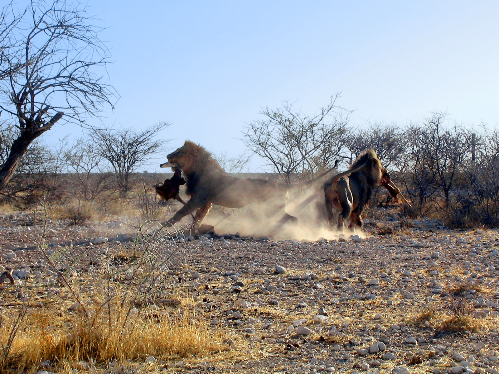 fighting lions pictures dowload