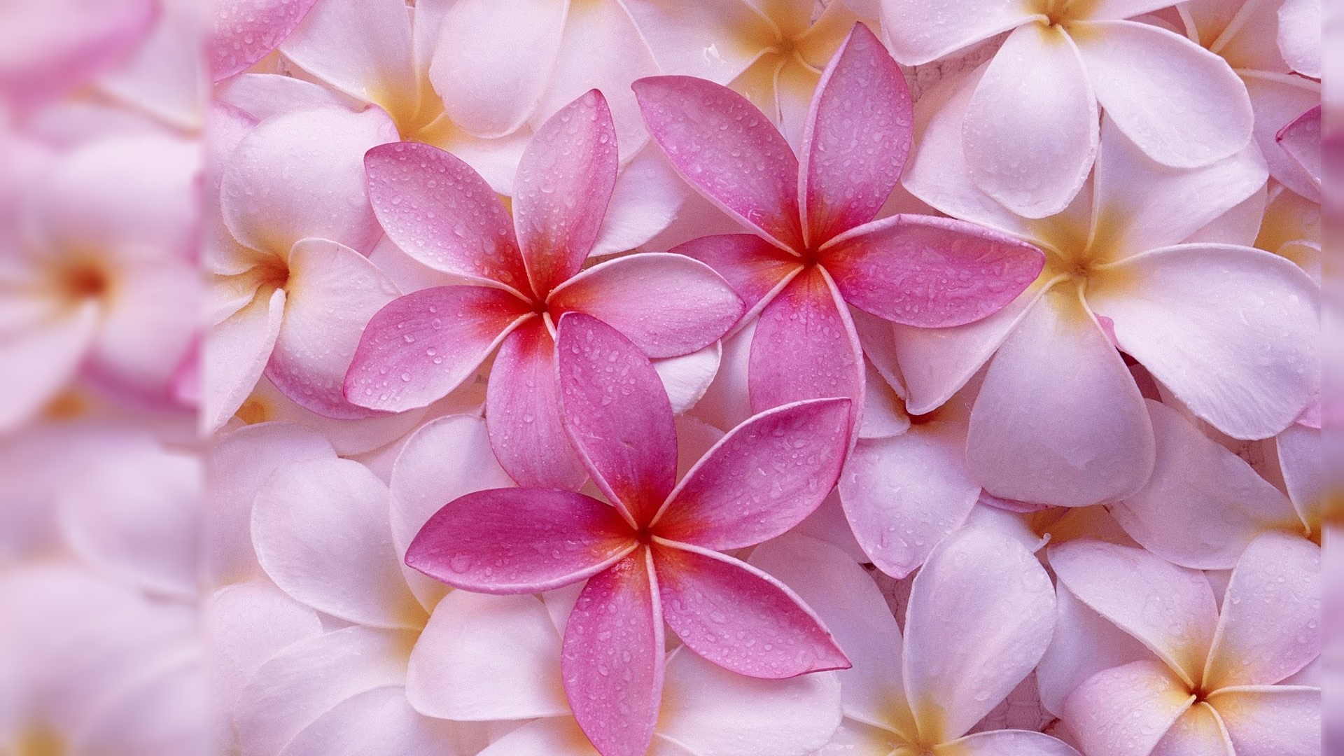 flower backgrounds for computer