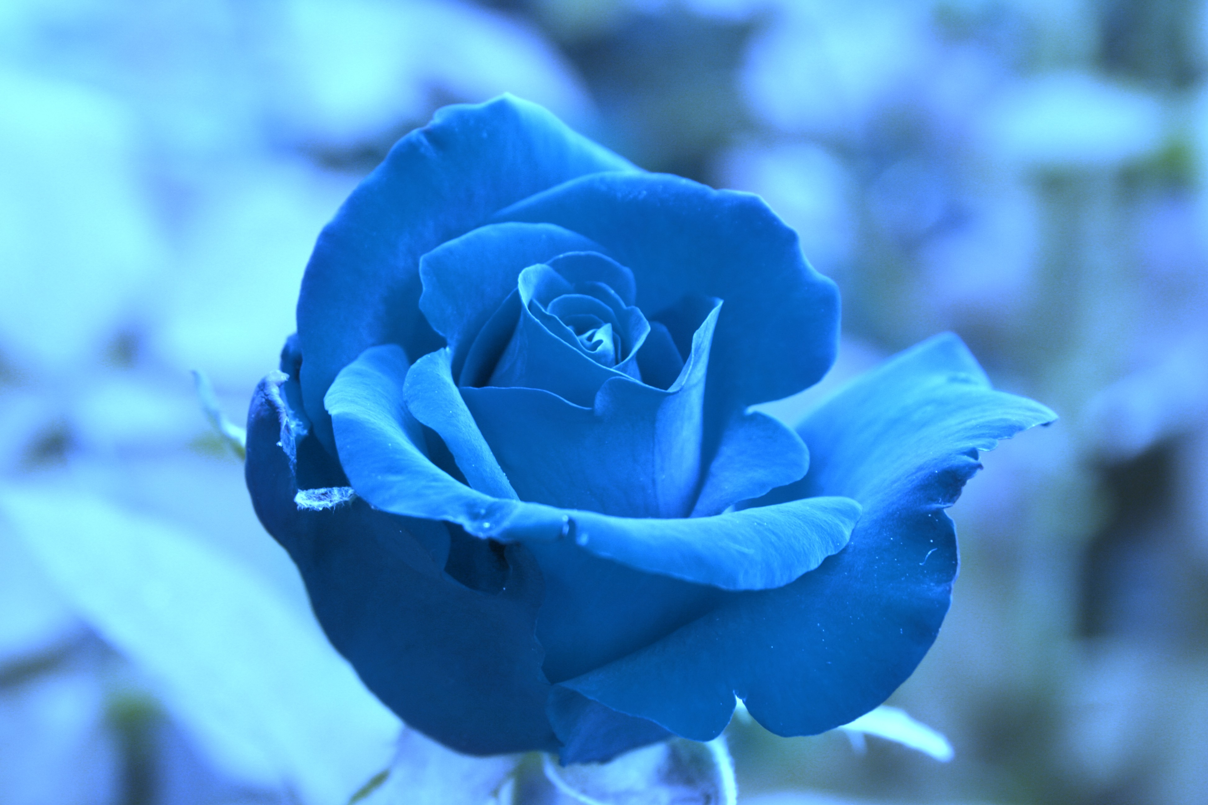 flower images free dowload