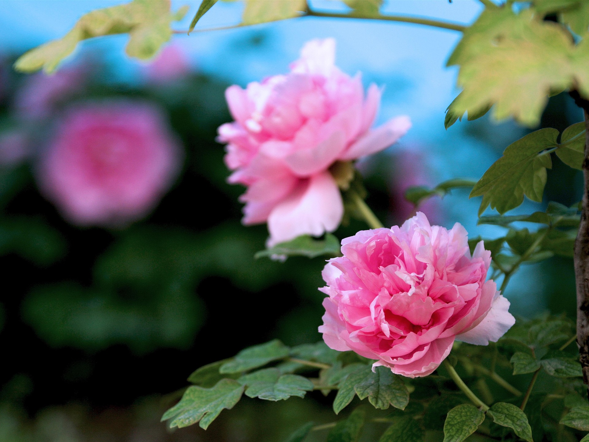 flower photography wallpaper dowload