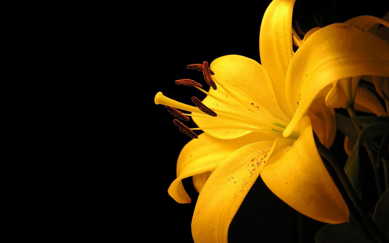 flower pics desktop background