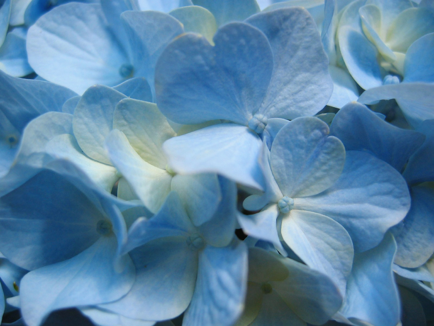 flower picture wallpaper