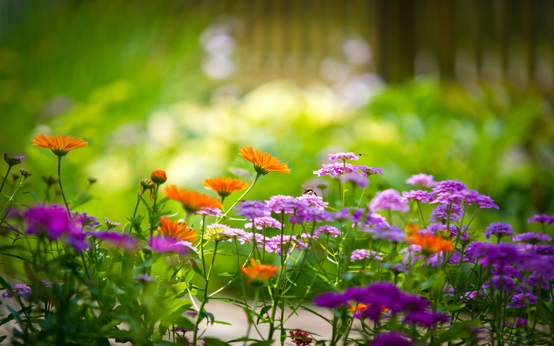flower pictures wallpaper