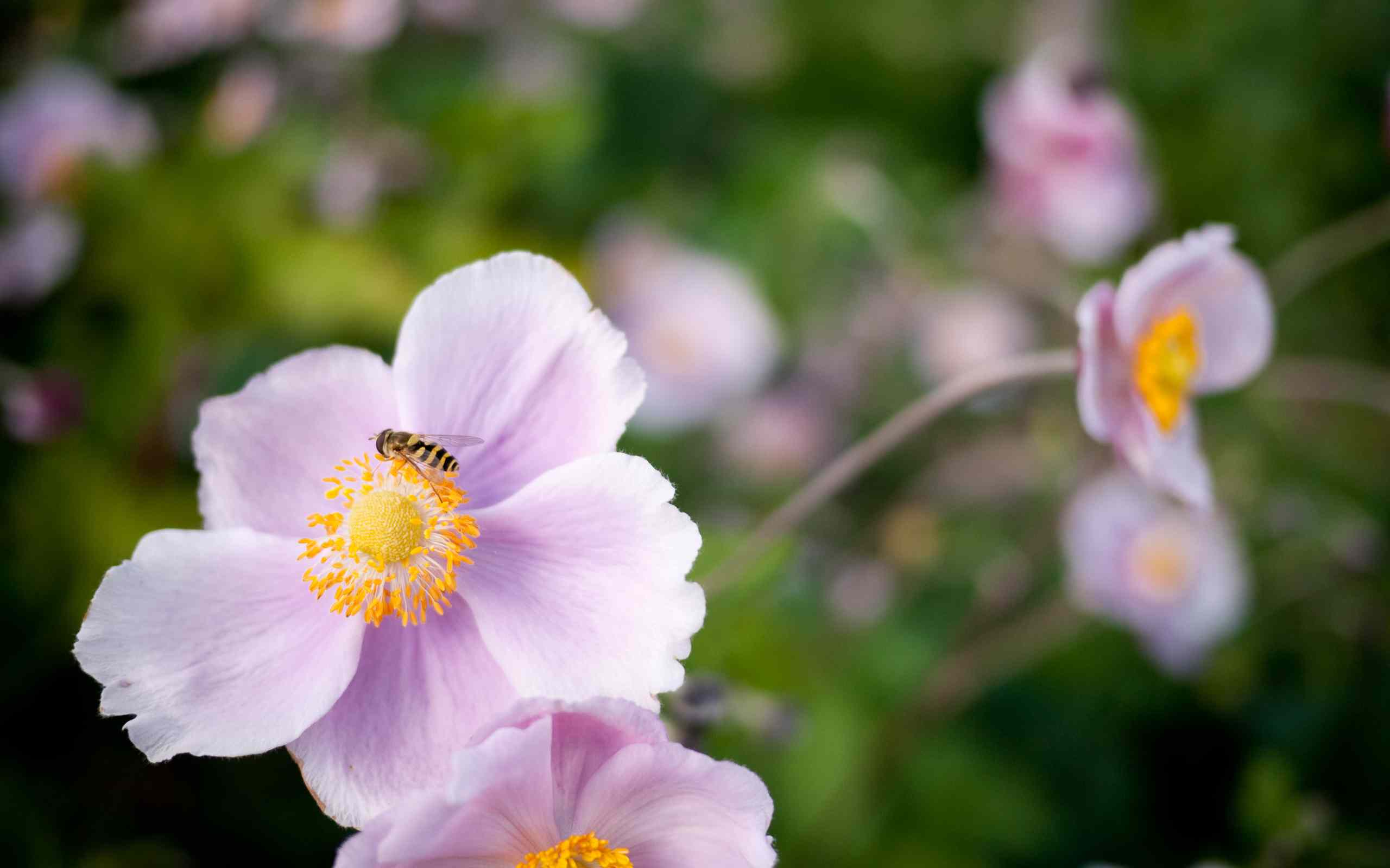 flower wallpaper for desktop background dowload