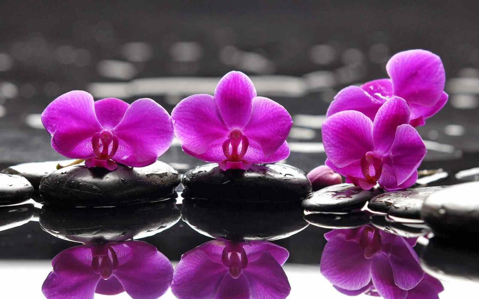 flower wallpaper high resolution dowload