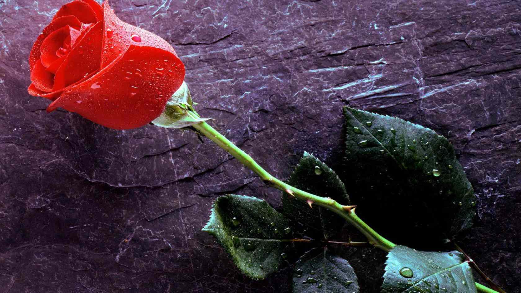 flower wallpapers dowload