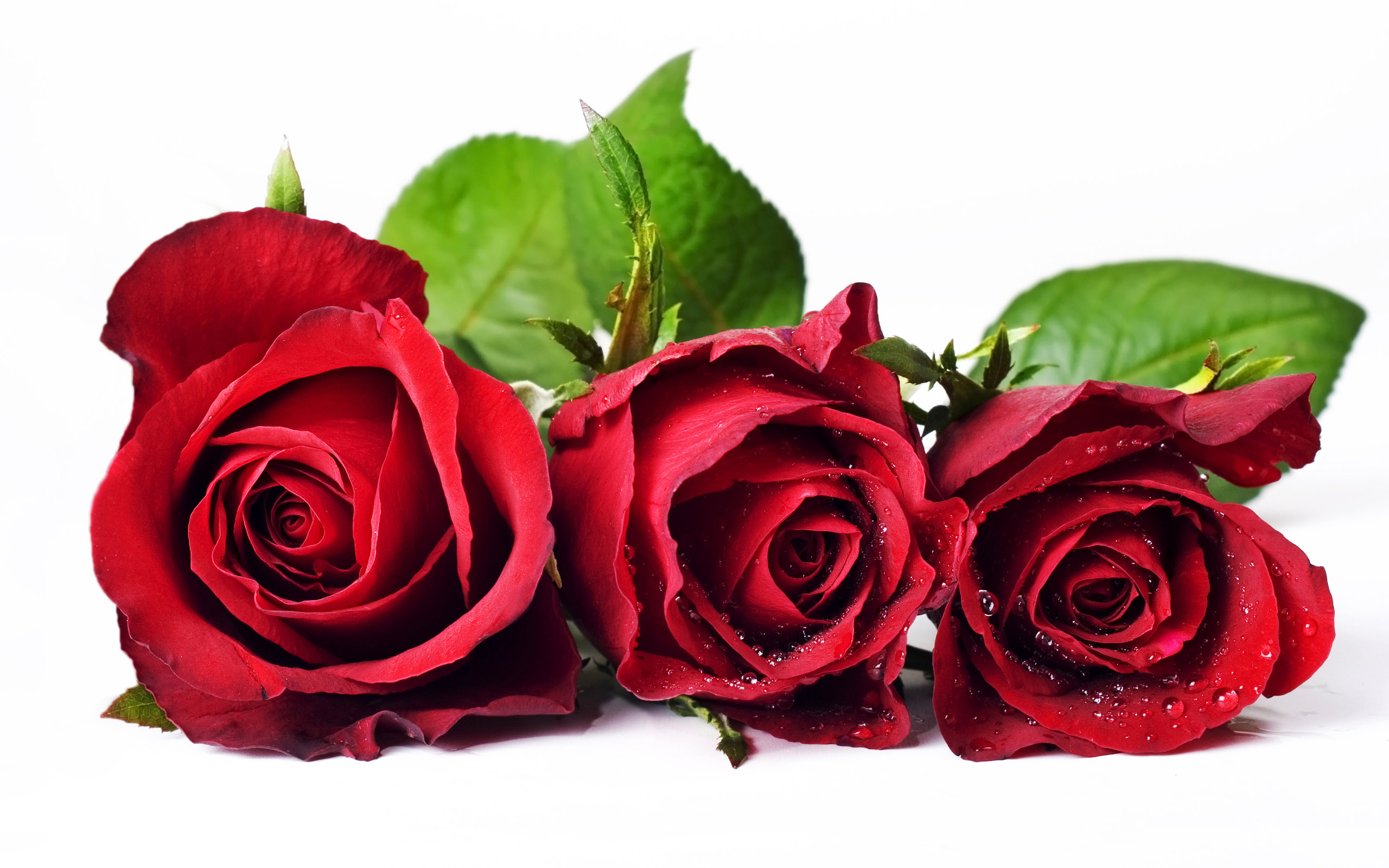 flowers pics pics free