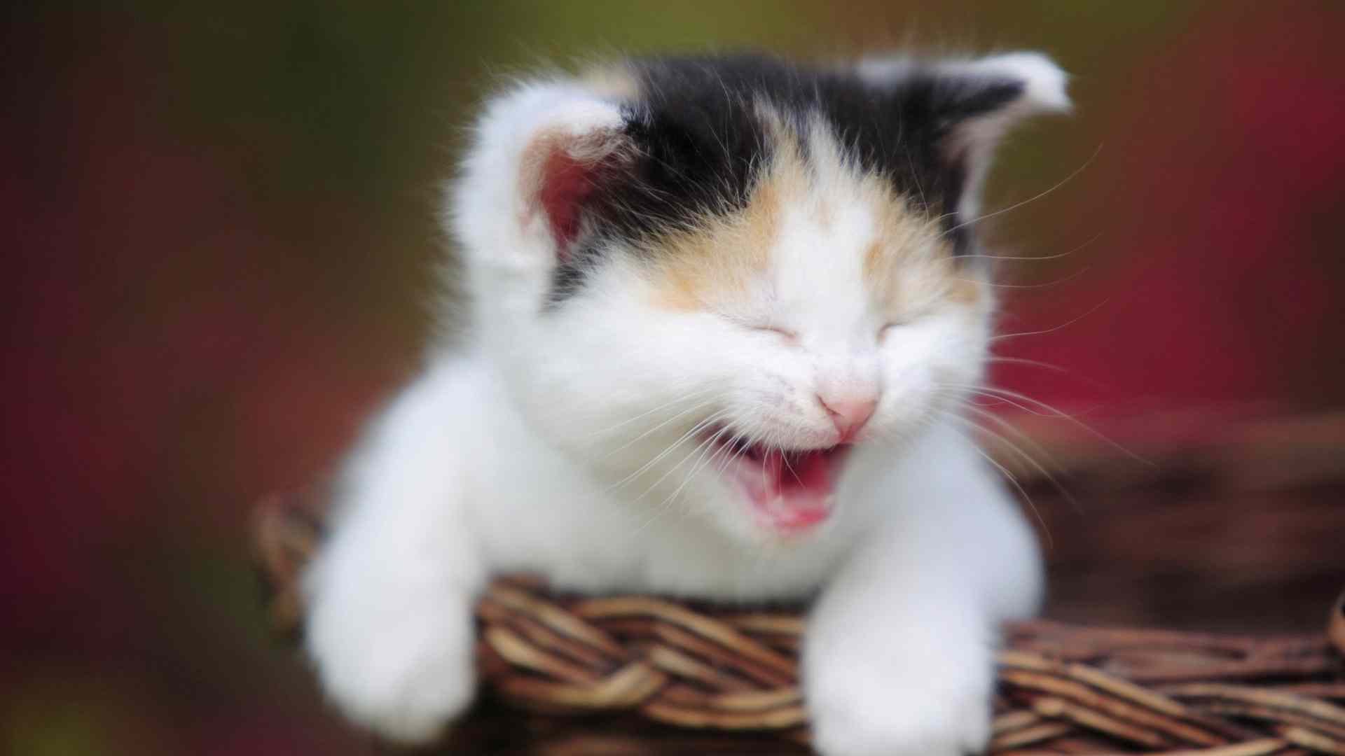 free cat images funny dowload