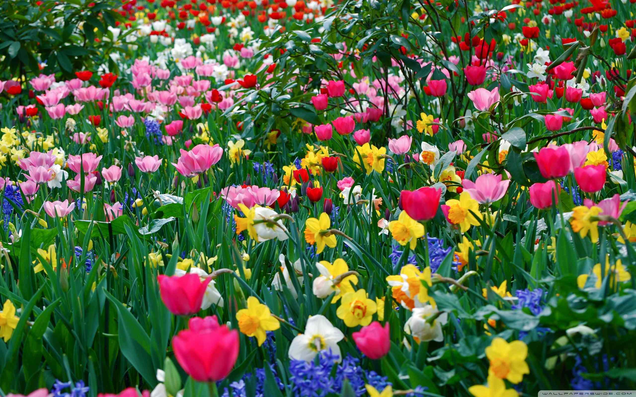 free desktop wallpaper spring flowers