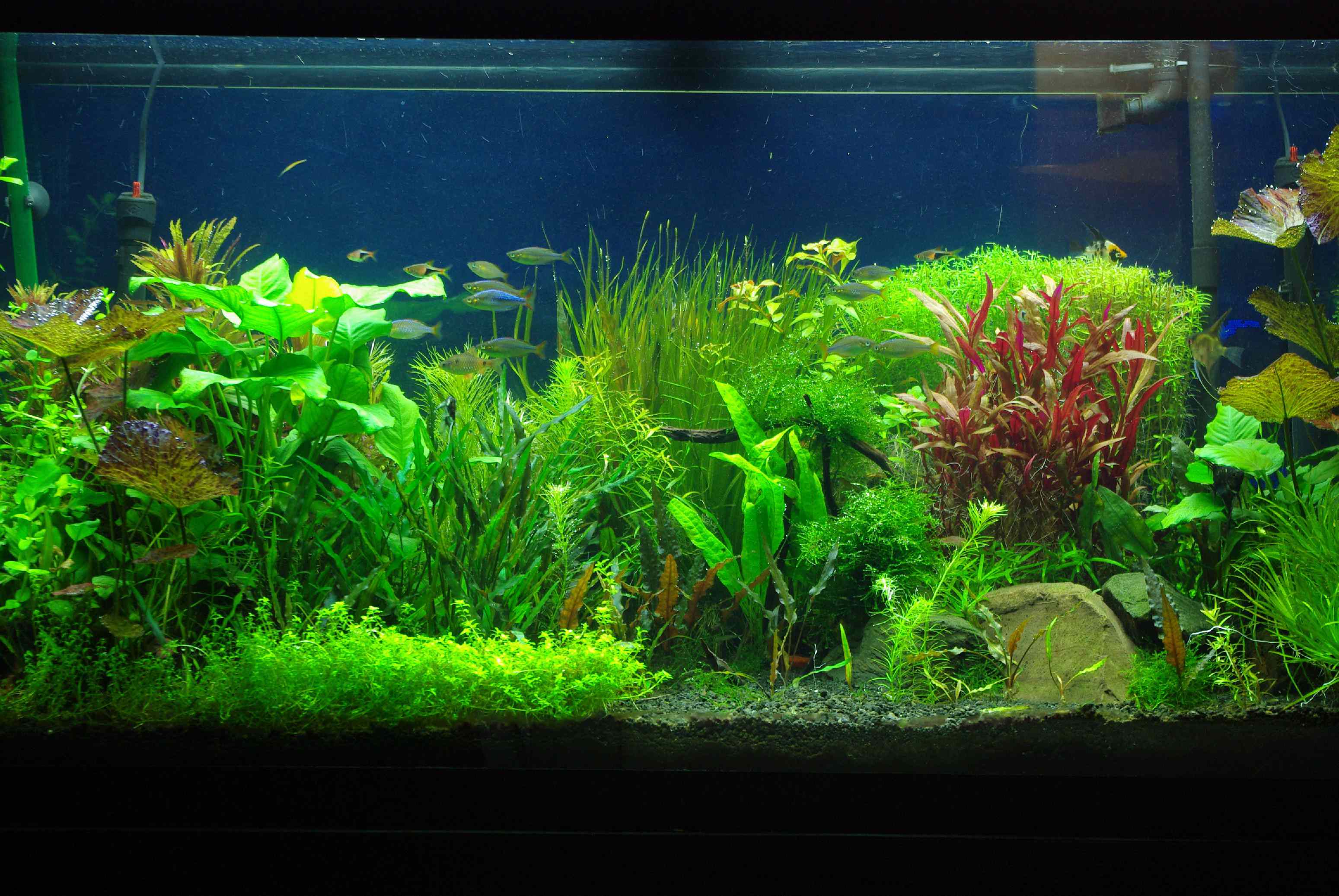 free download aquarium hd wallpaper 3D