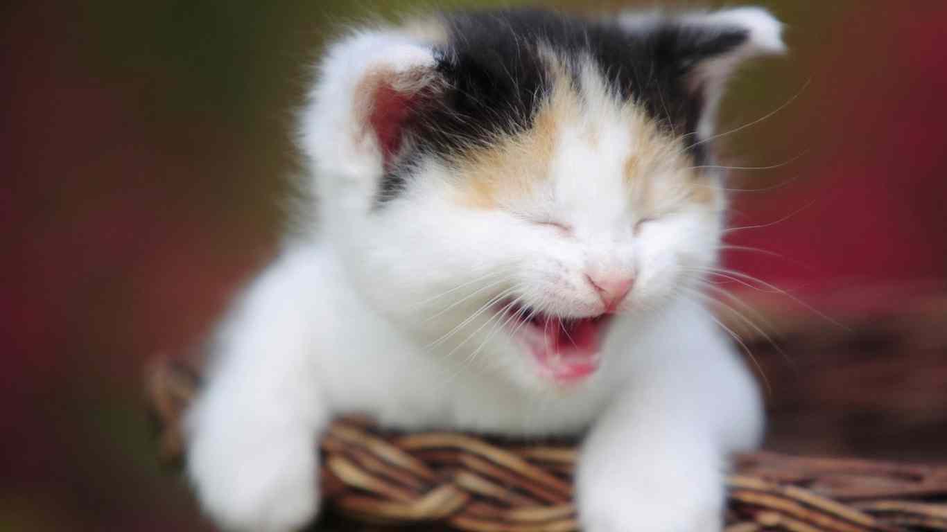 free funny cat images dowload