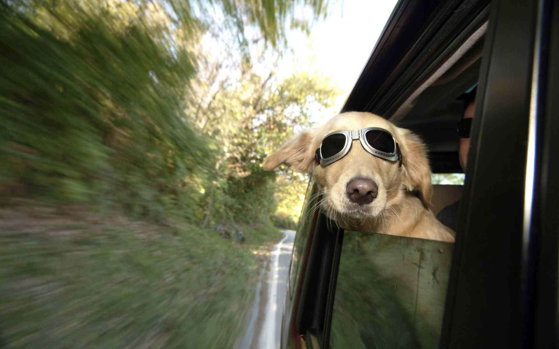 free funny dog images dowload