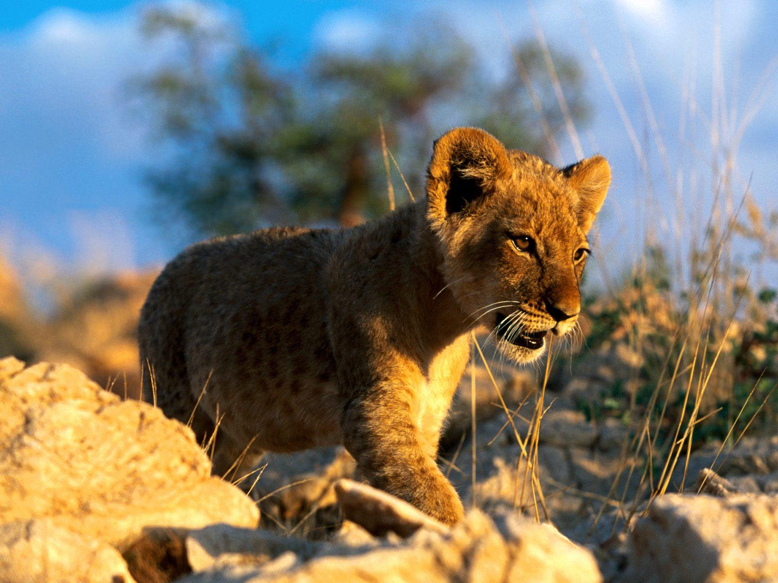 free lion photo wallpaper