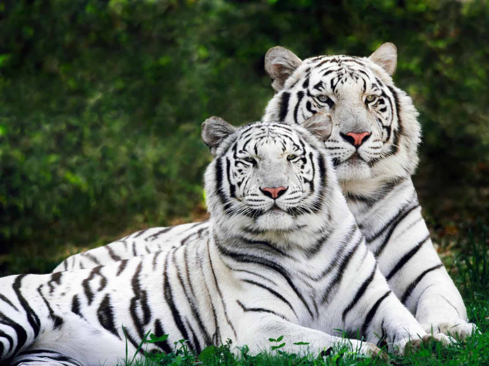 free photos of lions wallpaper