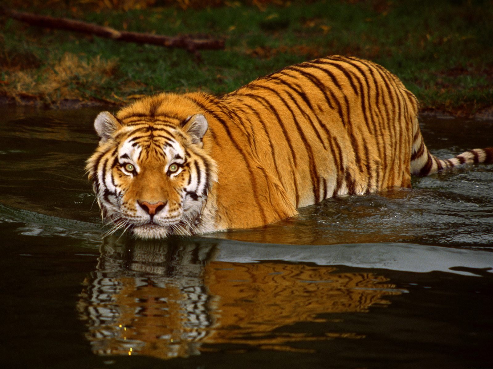 free pictures of tigers