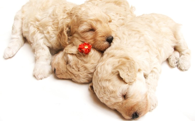free puppy pictures to download