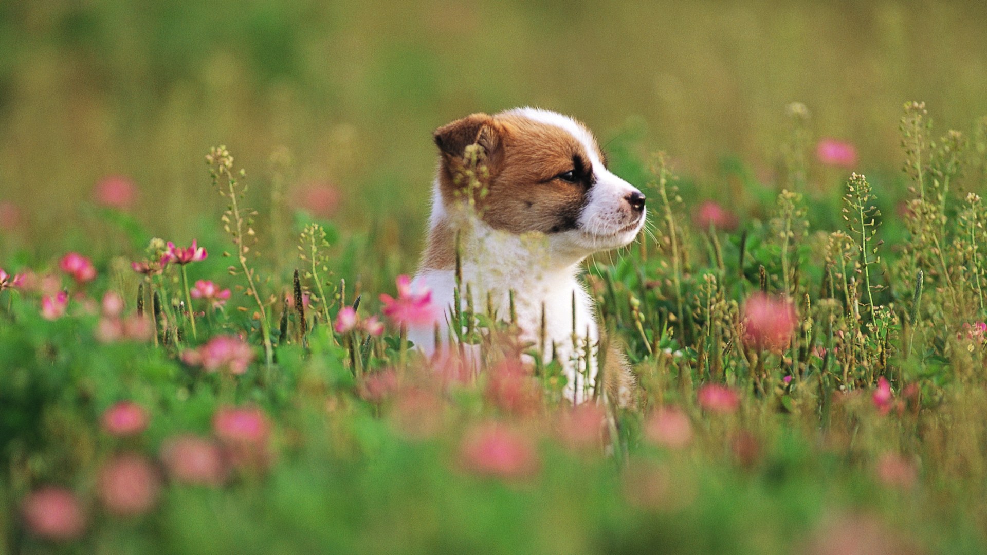 free puppy wallpaper download