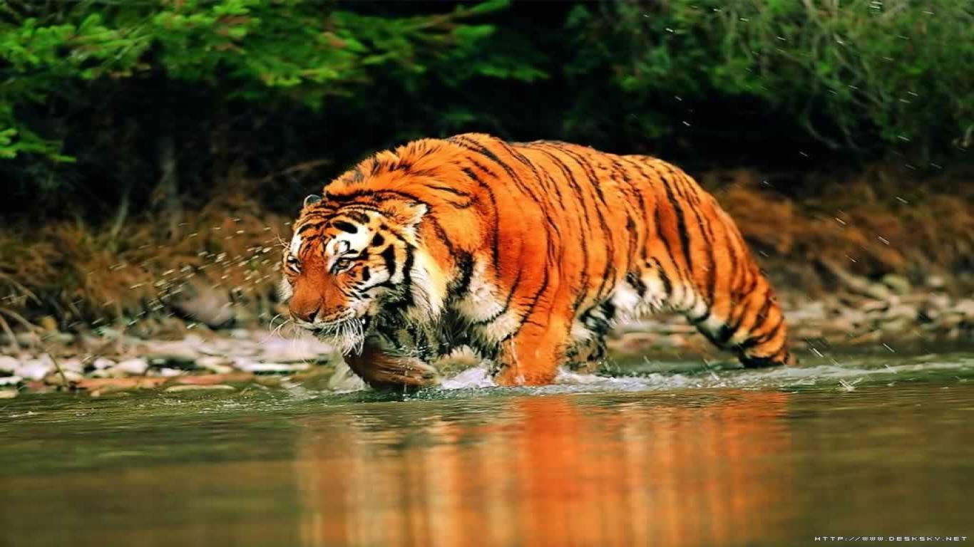 free tiger pictures to download dowload