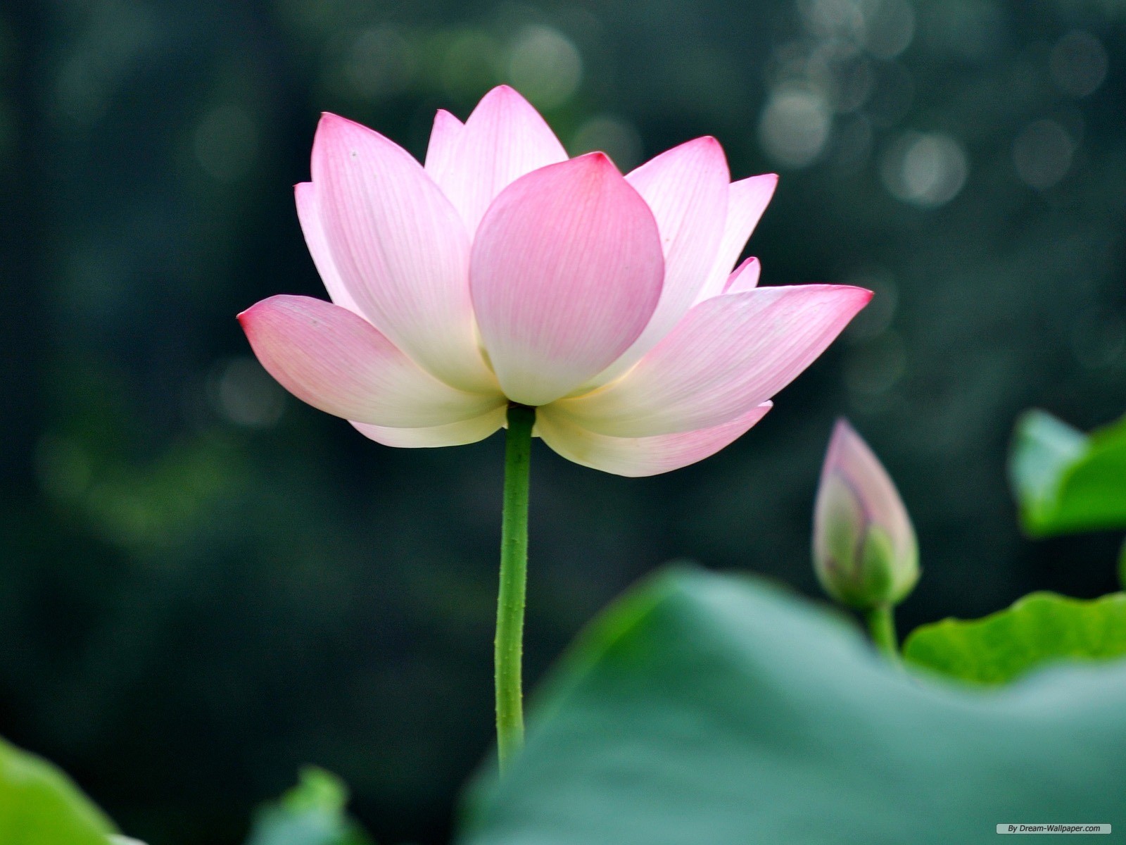 free wallpaper flower