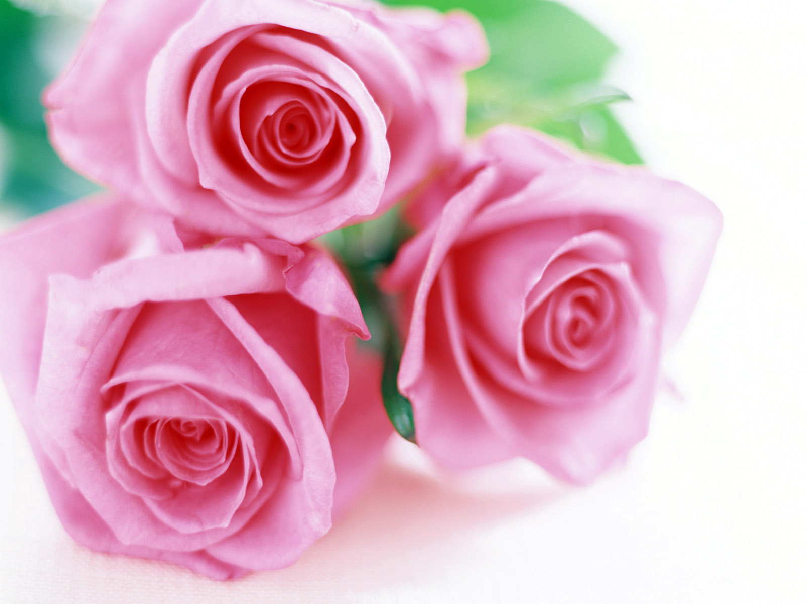 free wallpaper rose