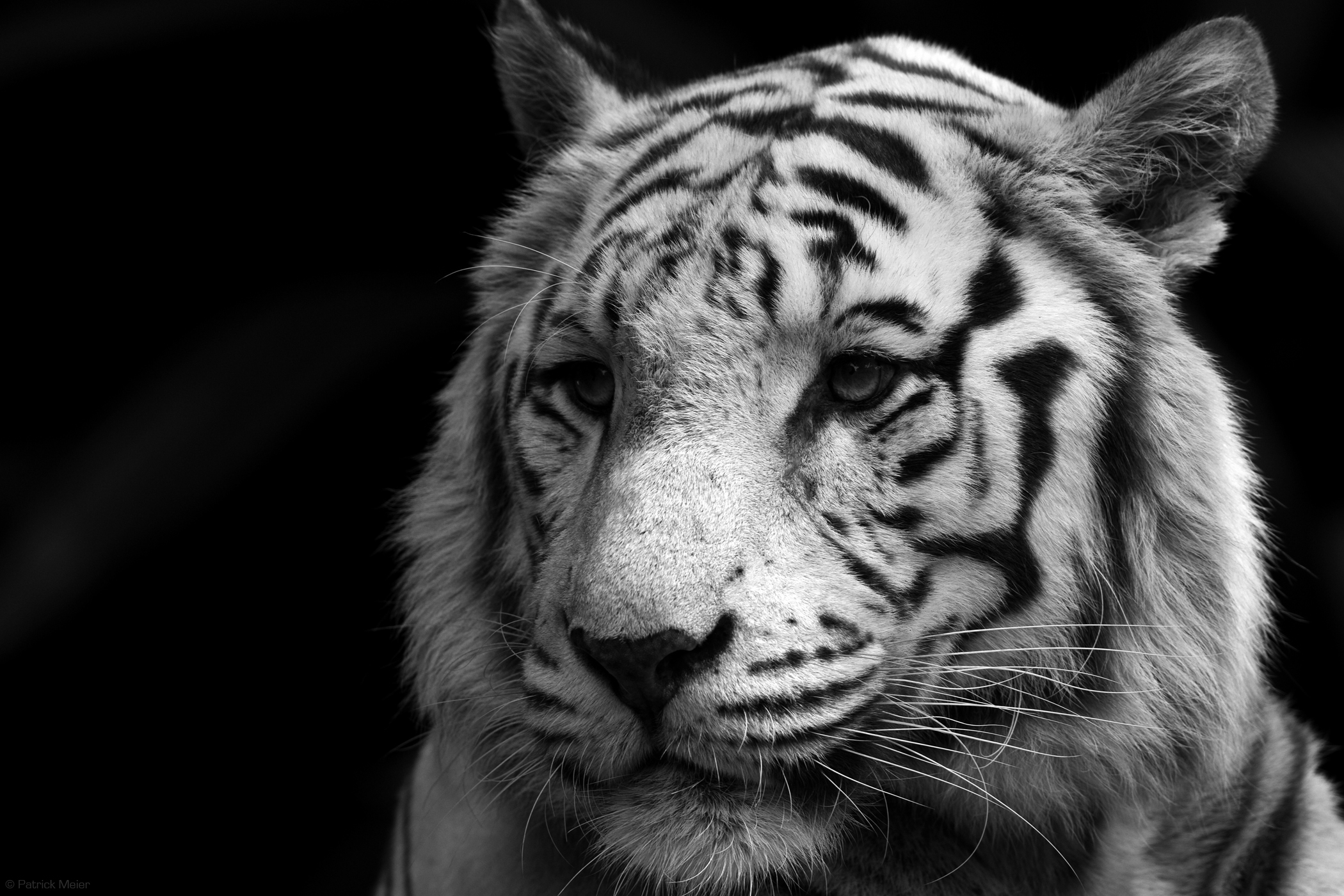 free white tiger images dowload
