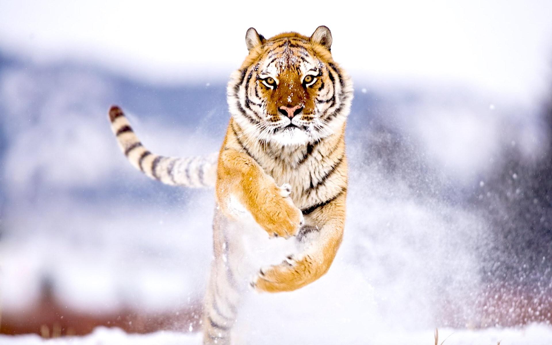 free white tiger images wallpaper