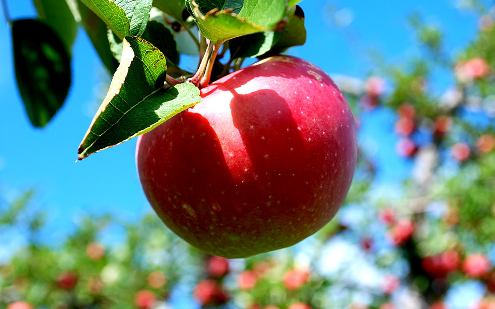 fruits applewallpaper