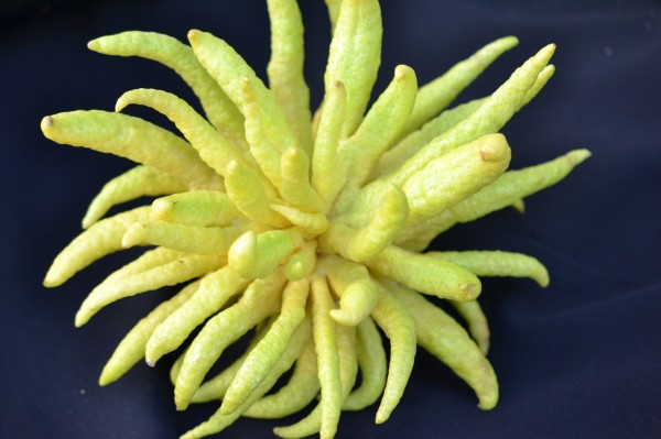 fruits name with pictures dowload