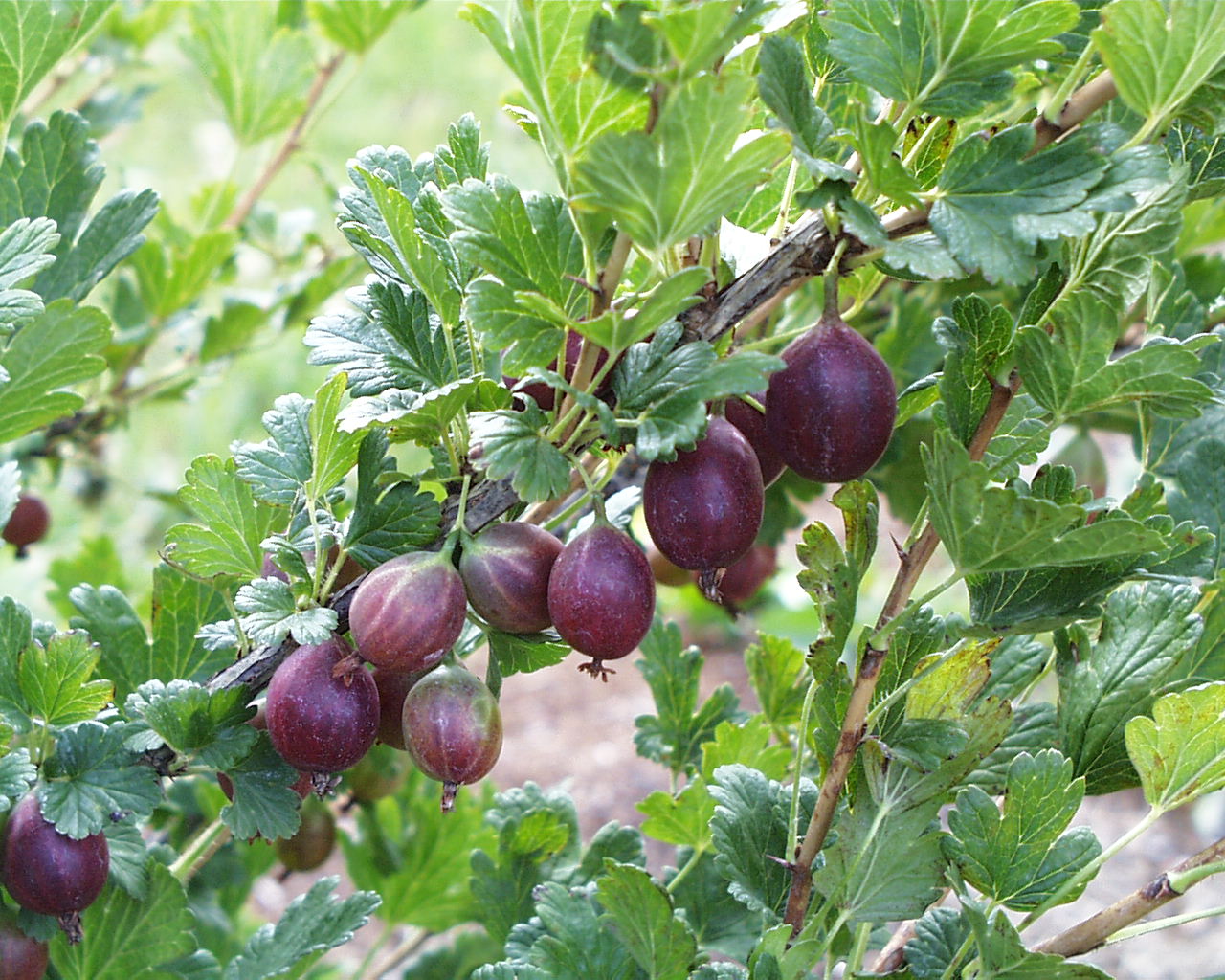 fruits plants pictures