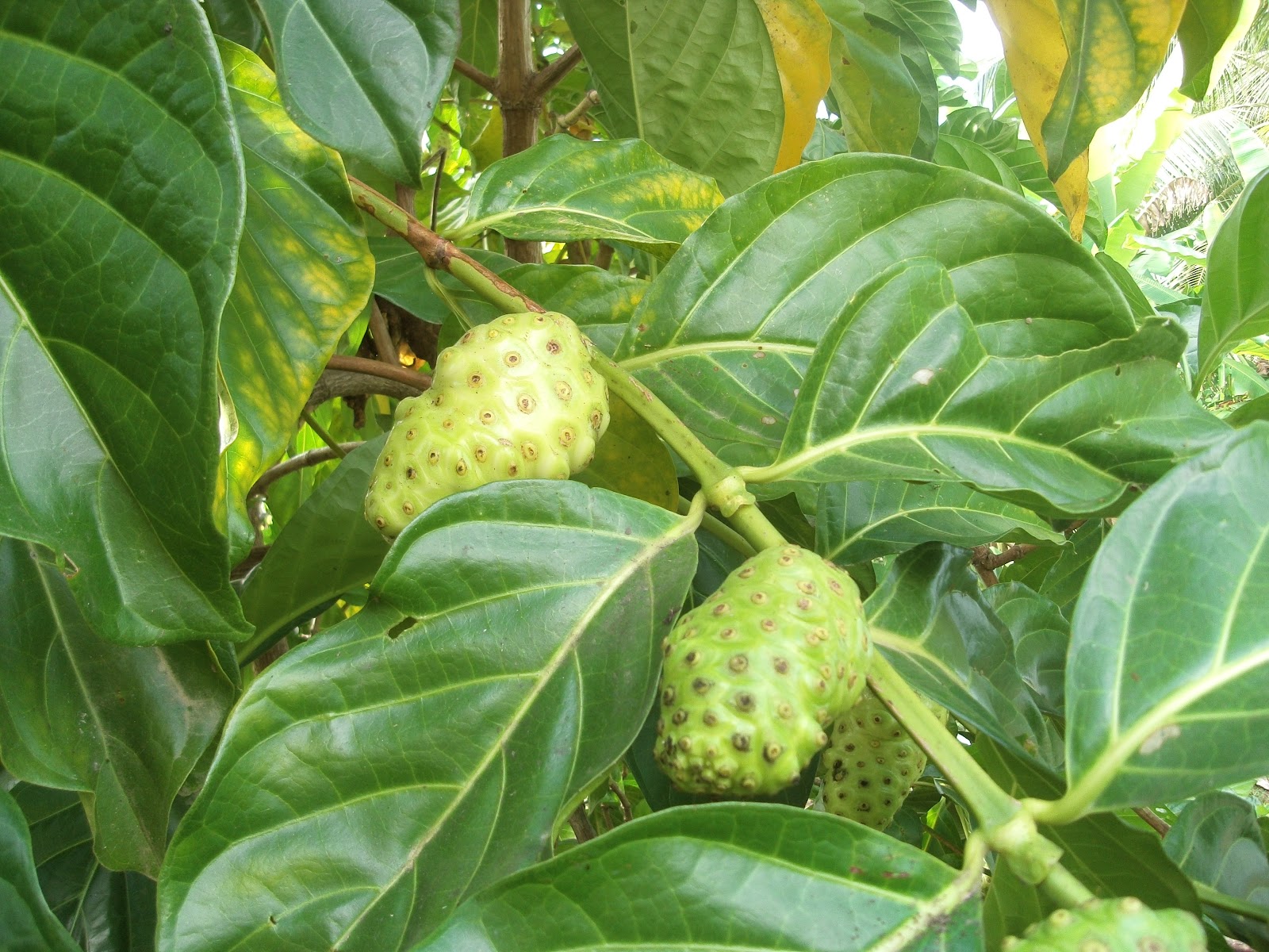 fruits tree pictures wallpaper