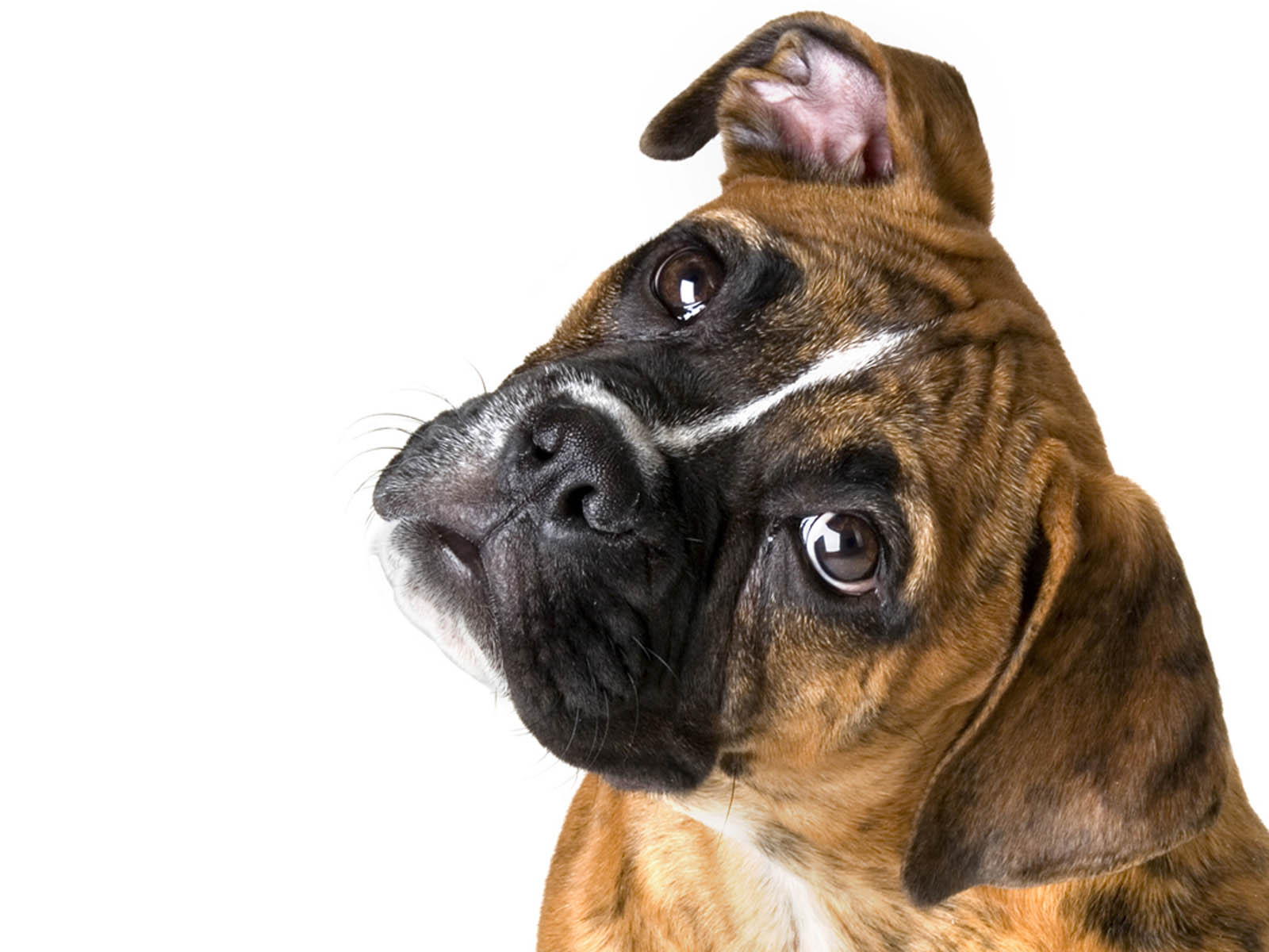 funny boxer dog images dowload