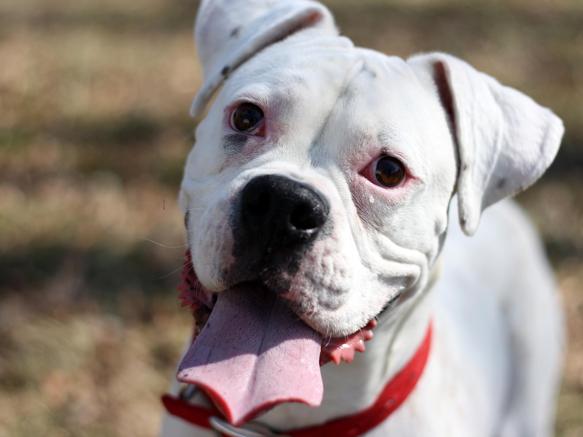 funny boxer dogs images dowload