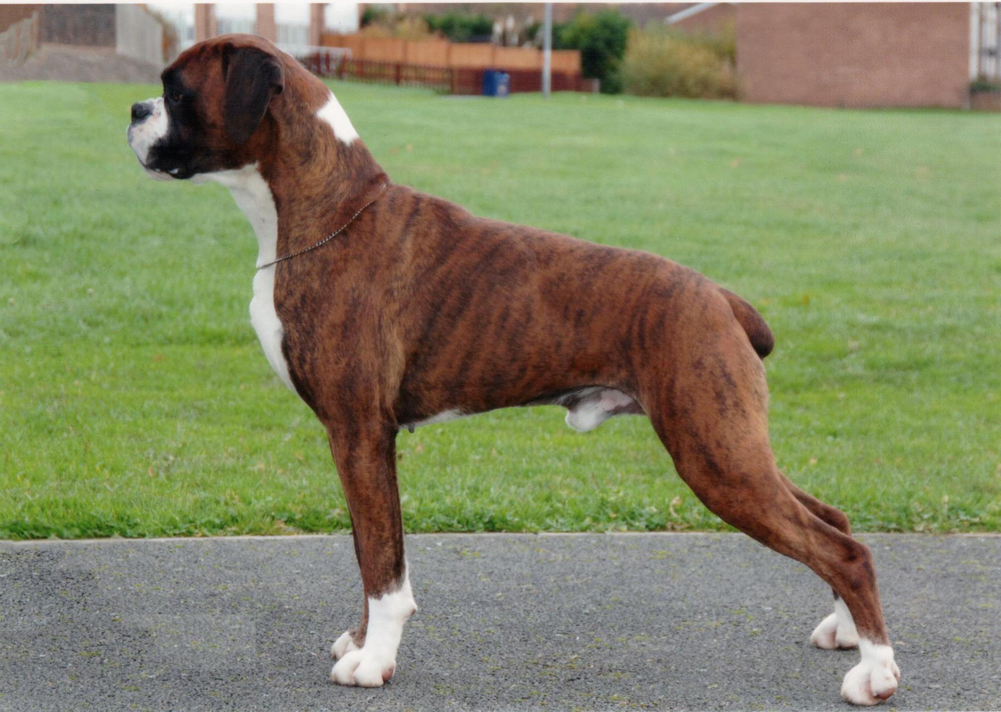 funny boxer images dog dowload