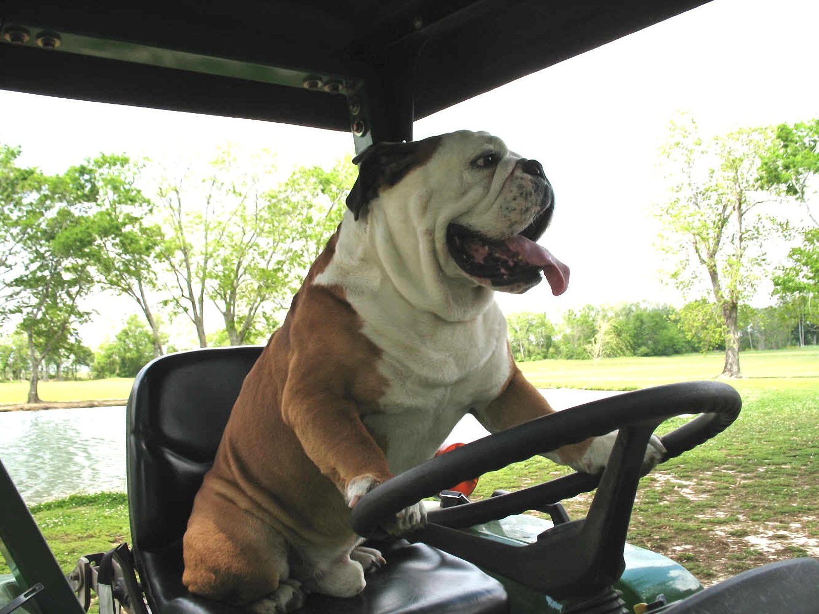 funny bull dog images dowload