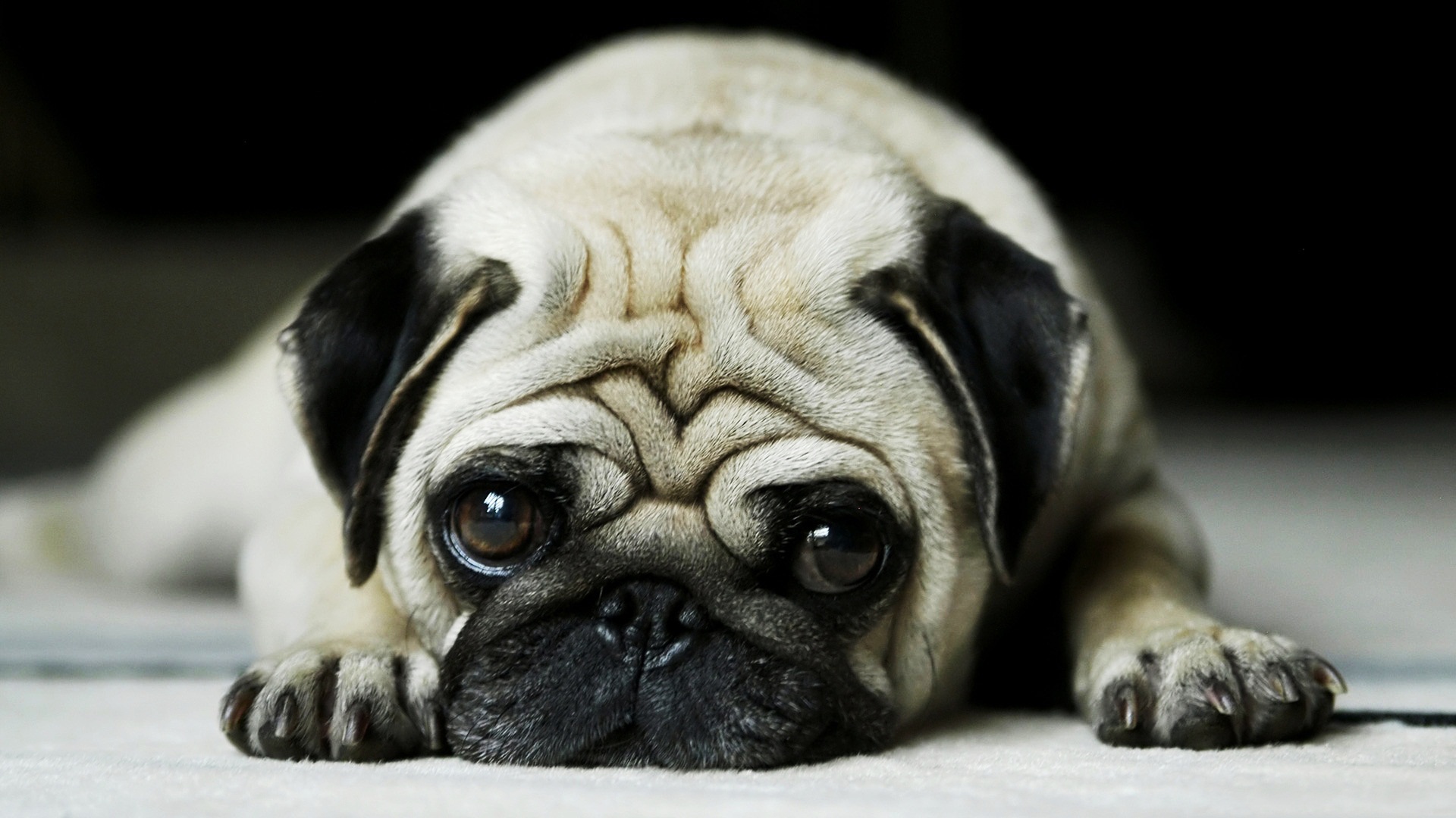 funny christmas dogs images dowload