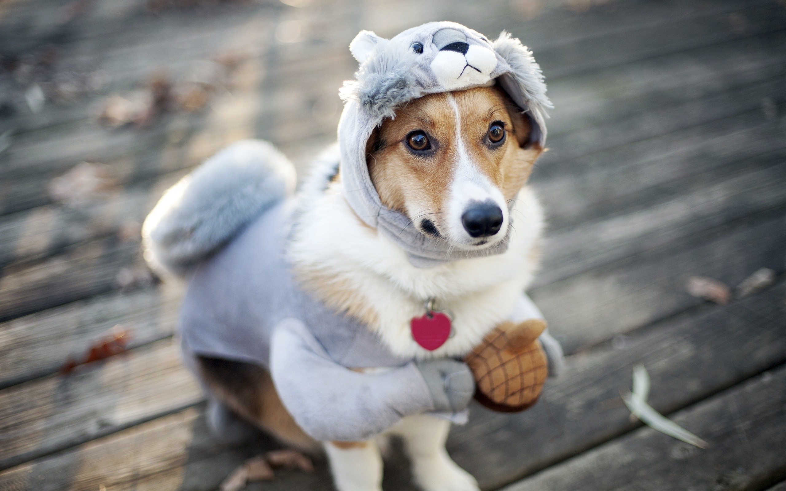 funny dog and cat images dowload