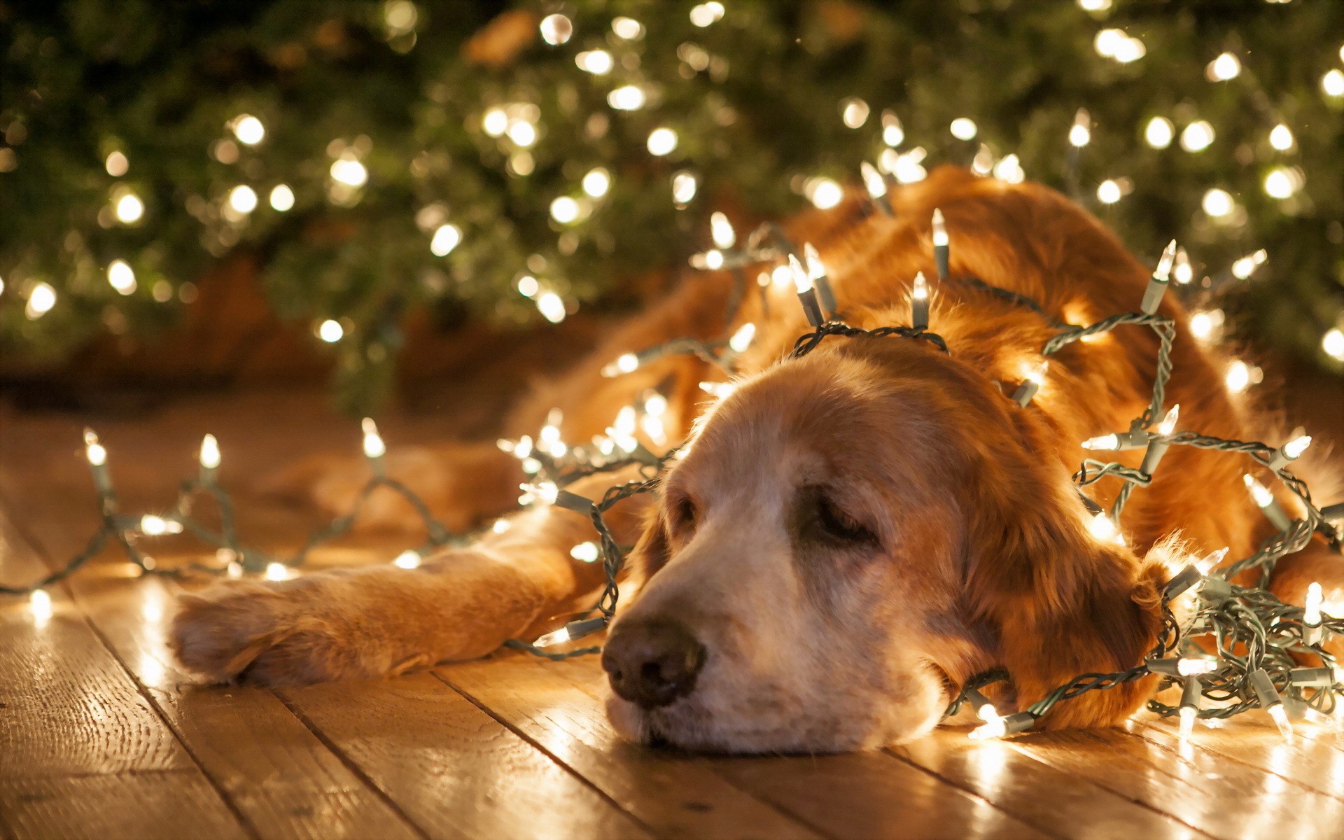 funny dog christmas images dowload