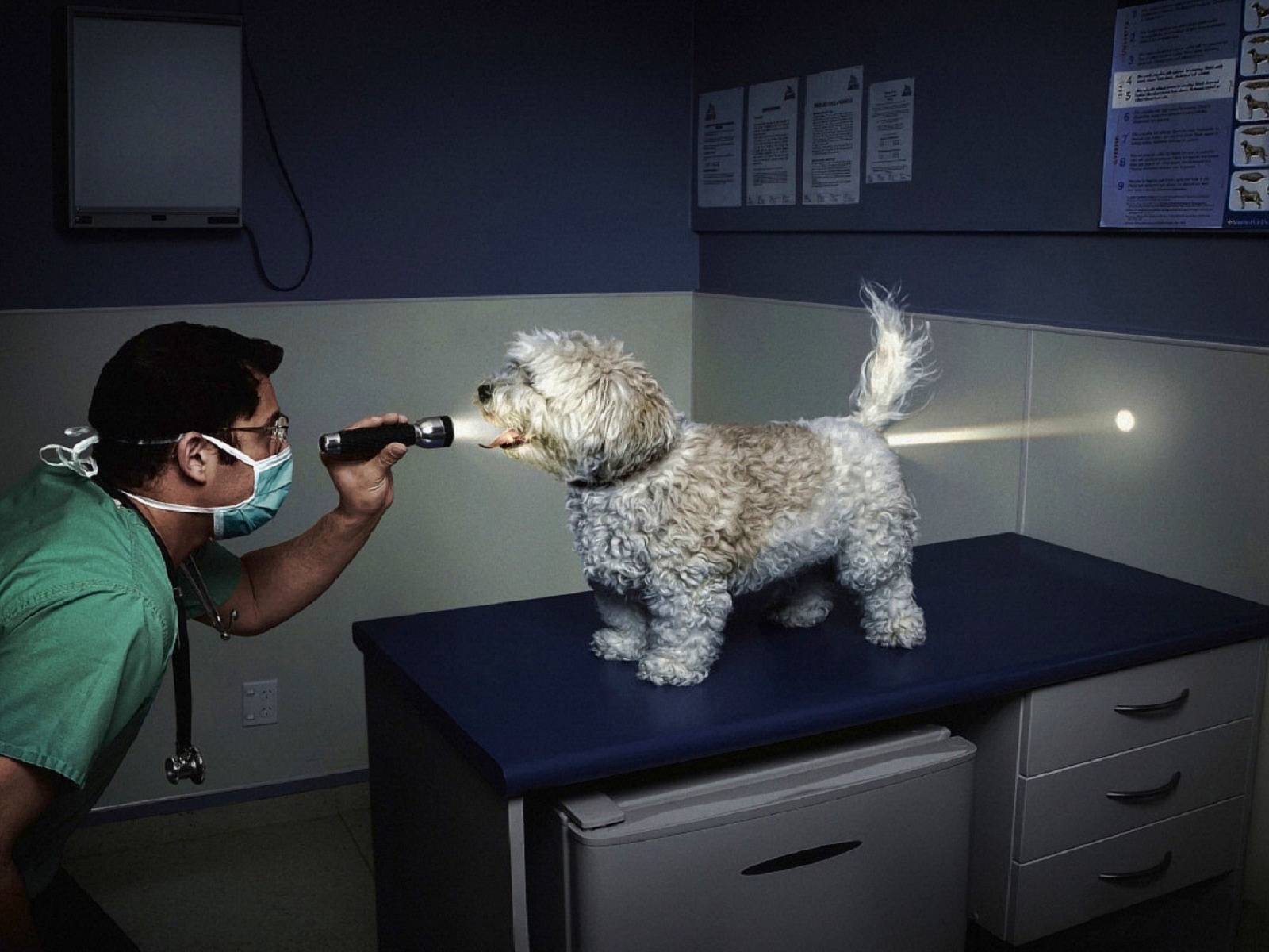 funny dog photos images dowload