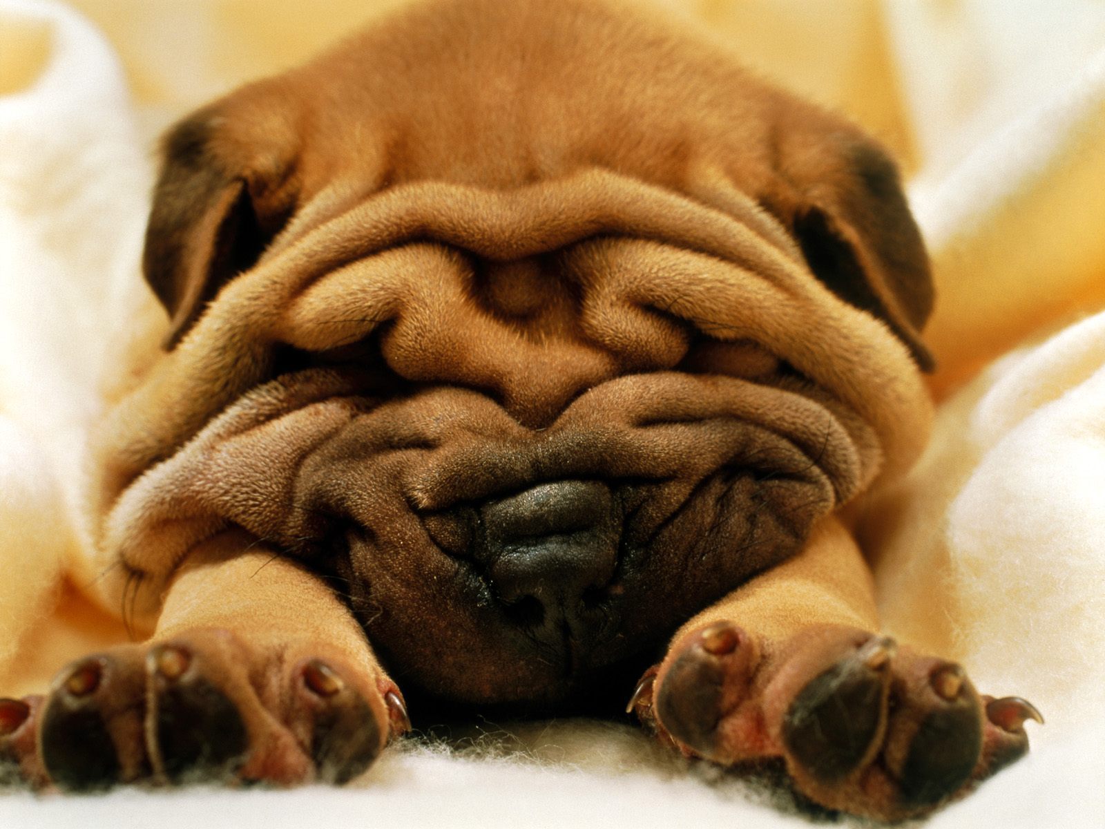 funny dog pics with sayings dowload