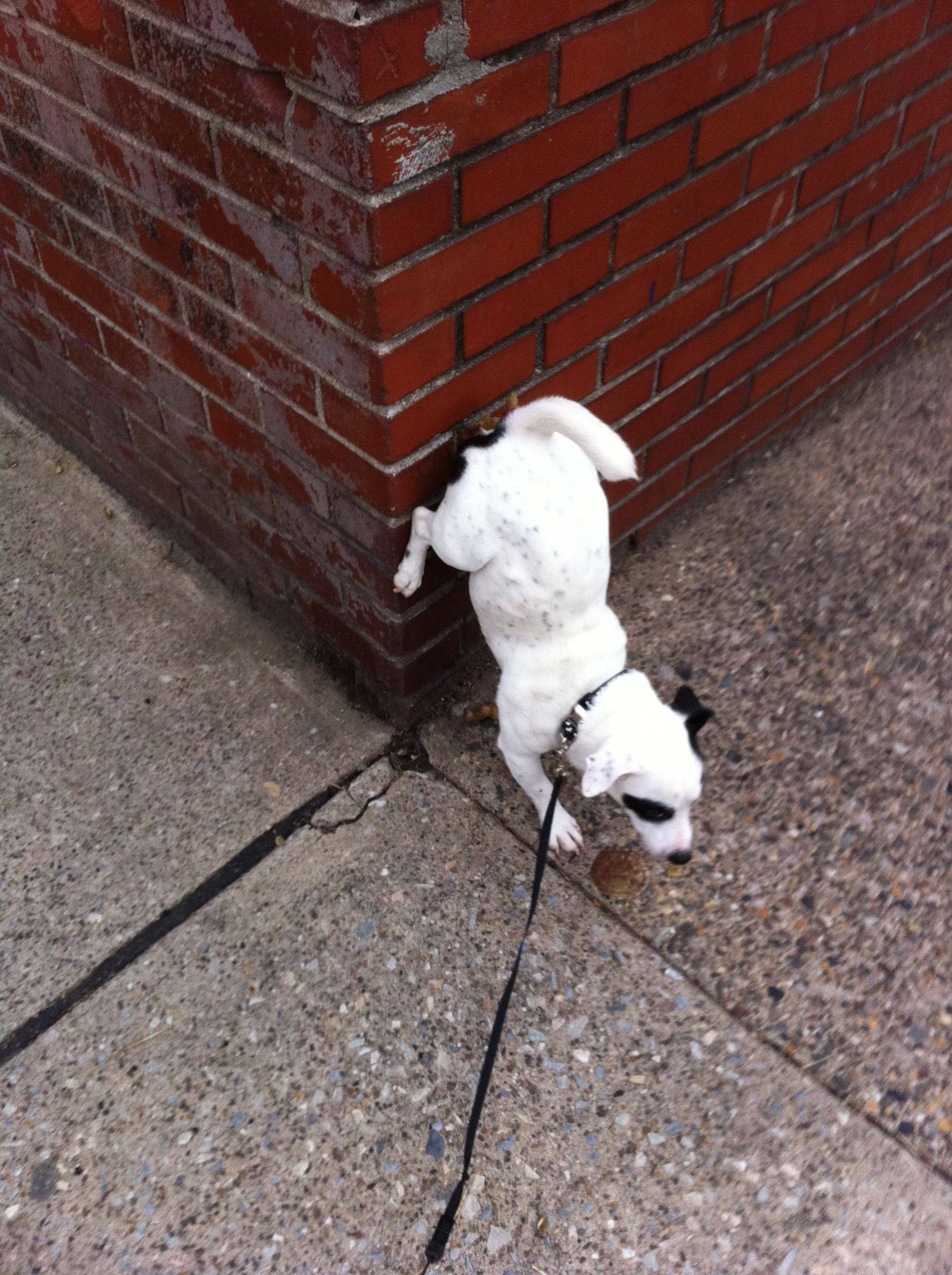 funny dog poop pics dowload