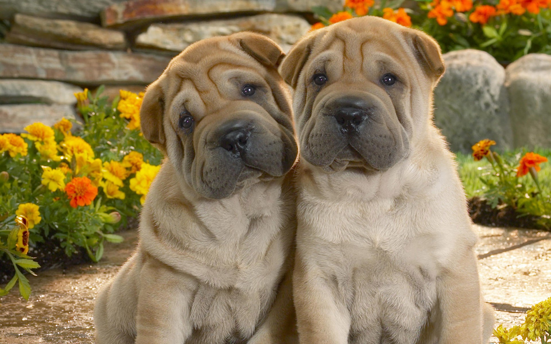 funny dogs images cute dogs dowload
