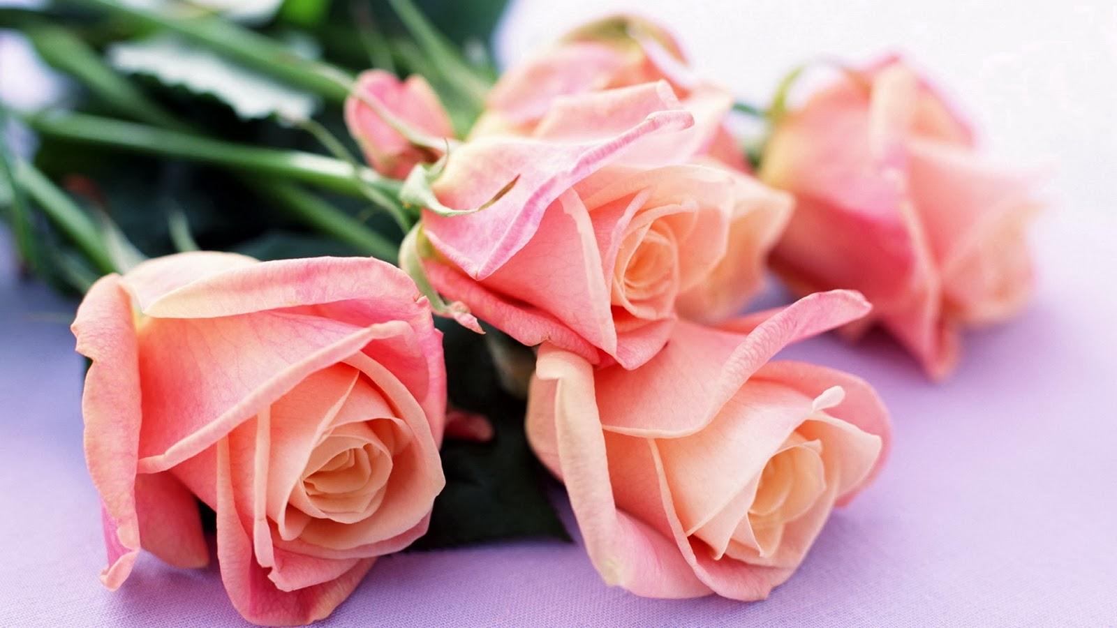 funny flower wallpaper dowload