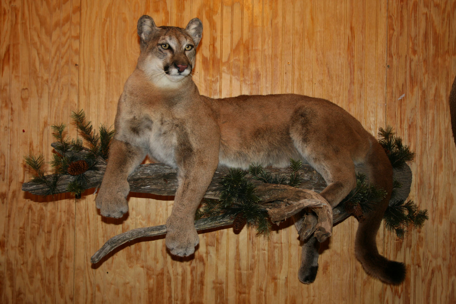 funny mountain lion pictures dowload