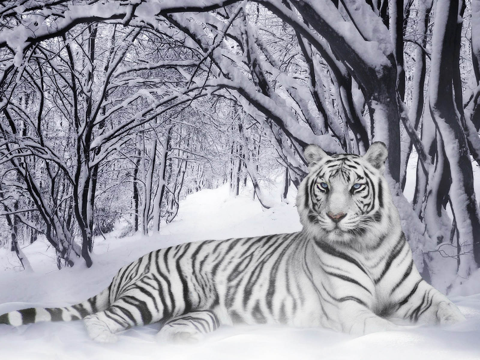 funny white tiger pictures dowload