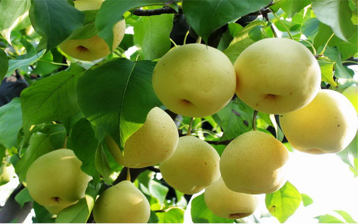 green apple fruits inc wallpaper hd dowload