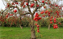 green apple fruittree wallpaper hd