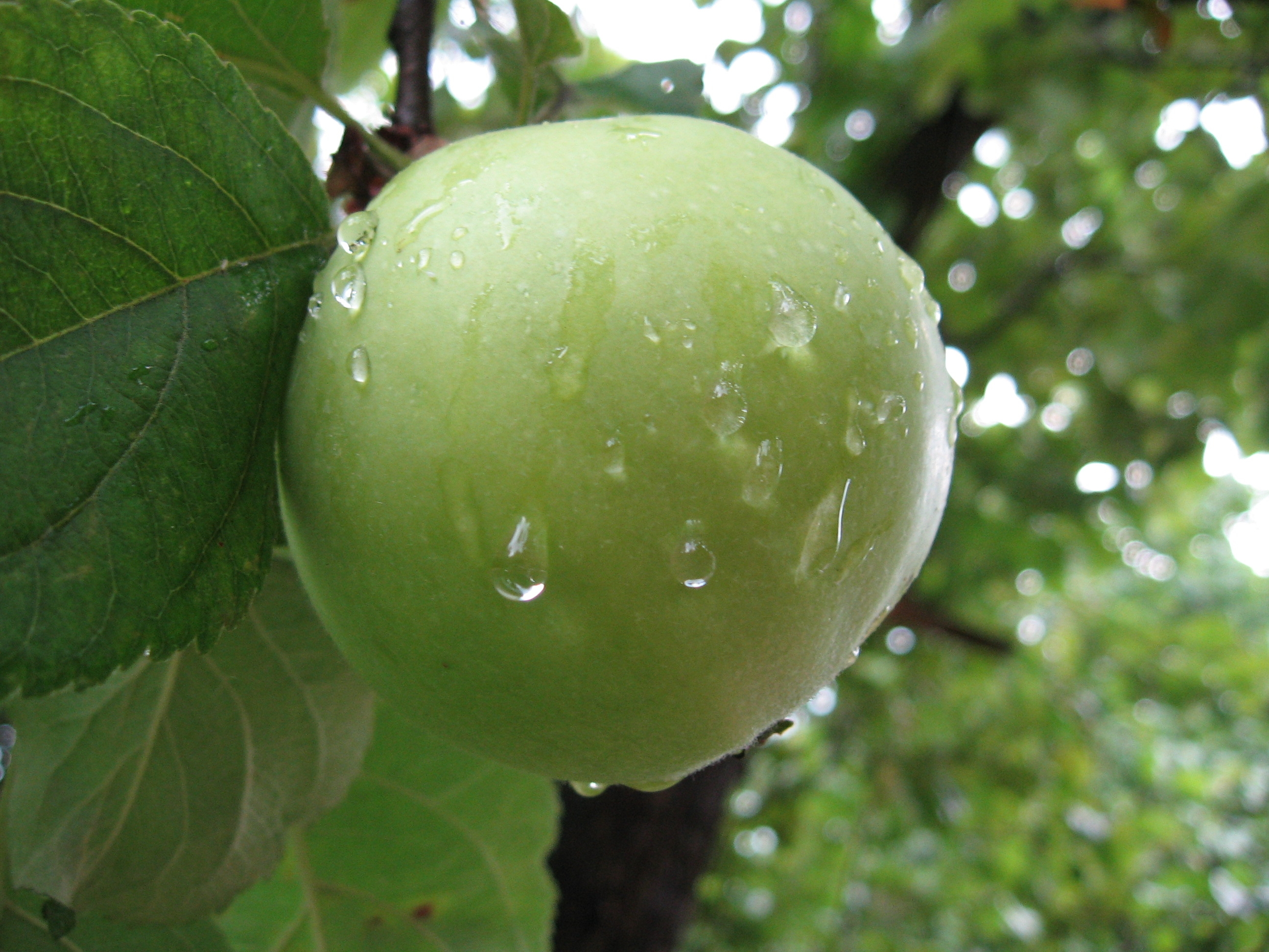 green apple fruitwallpaper desktop hd
