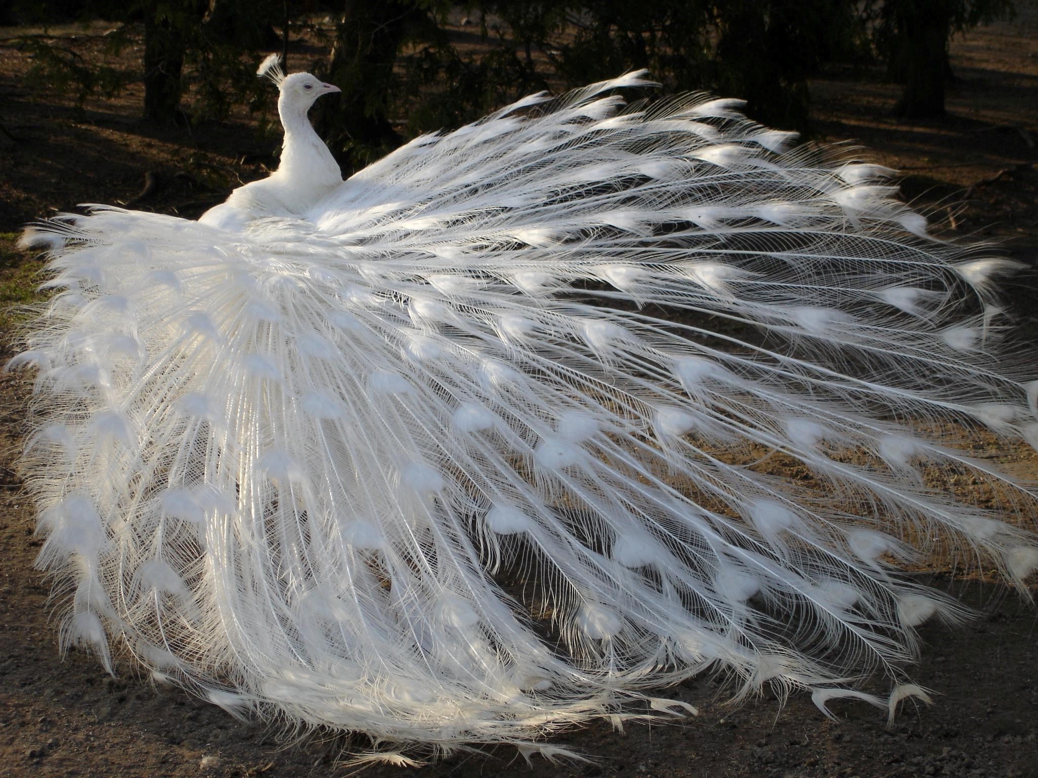hd amazing peacock pictures