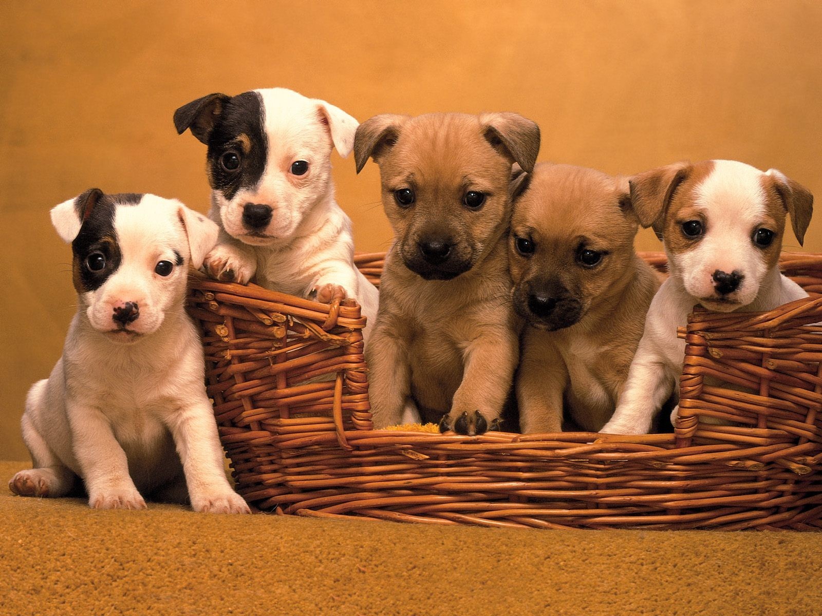 hd beautiful puppy pictures