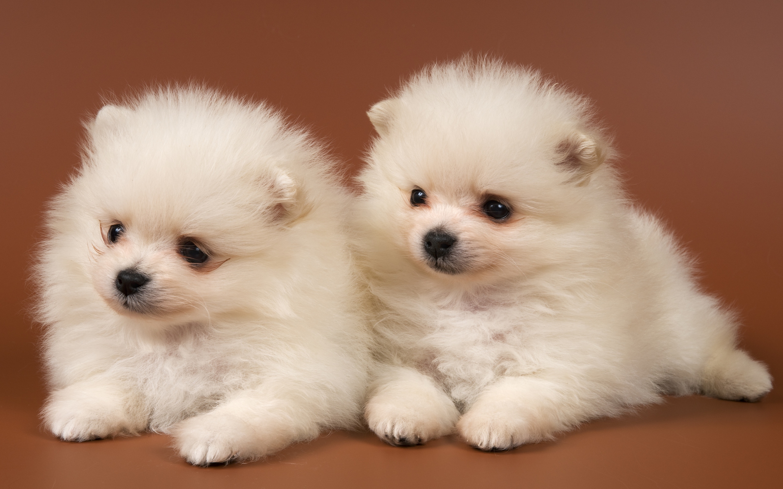 hd cute puppy pictures free download